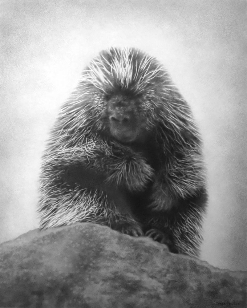 A photorealistic graphite drawing of a porcupine on a cliff, by artist Steph Kunze