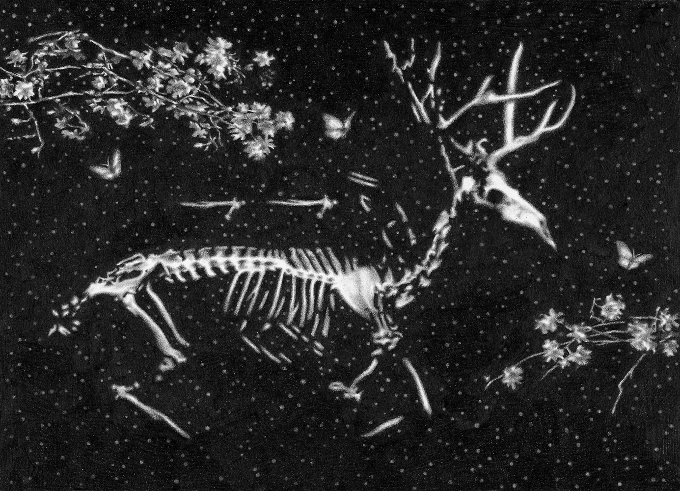 Graphite drawing of a skeleton deer floating in space with flowers and butterflies, by artist Steph Kunze