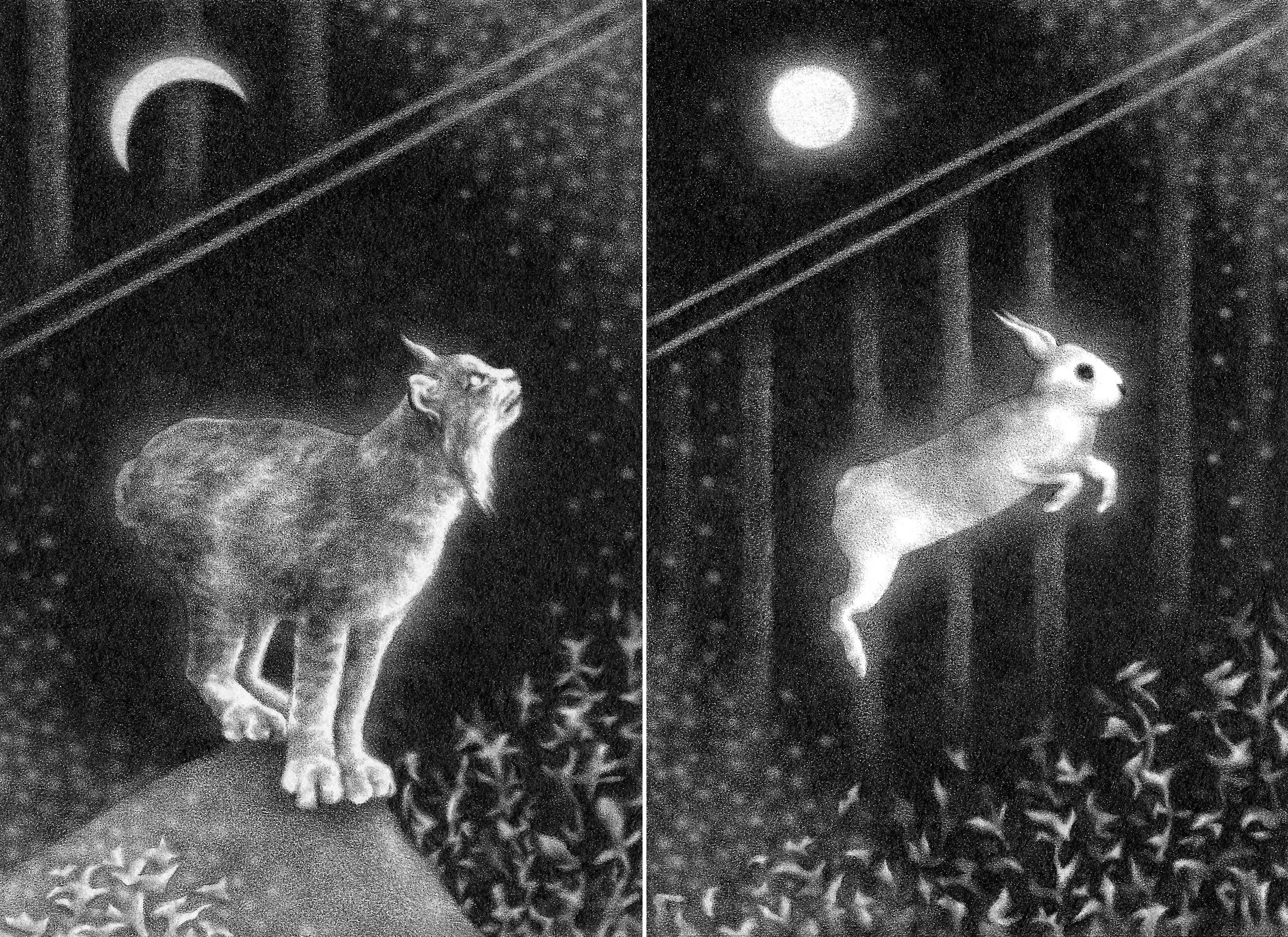 Graphite drawing diptych of a lynx and a hare, by artist Steph Kunze