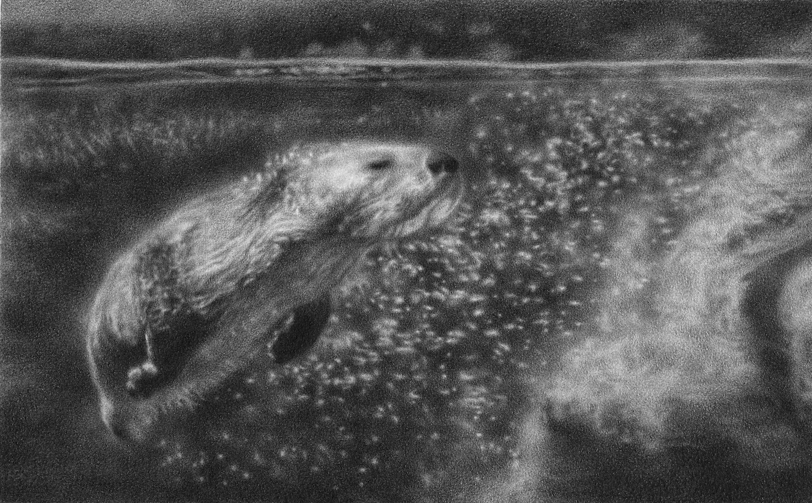 Graphite drawing of a river otter underwater, by artist Steph Kunze